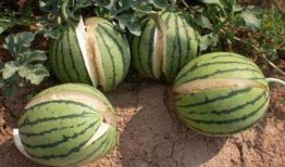 徐州网红吃瓜事件,一场网络舆论的风暴与反思